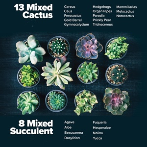 Kit de cactus succulents de jardin bricolage de qualité supérieure 4 marqueurs plateaux d'égouttement sol-pour les amateurs de plantes comprend un pot de fleurs artificielles - Product Image 3