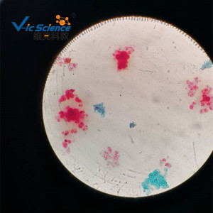 Portaobjetos de Chlorella, algas, cianobacterias, secciones de plantas y animales, observación microscópica de muestras en portaobjetos. - Product Image 3