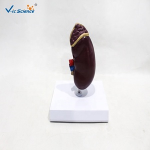 Modelo Anatómico de Riñón Humano Desmontable de PVC para Demostración en Enfermería Clínica y Enseñanza de Anatomía CE/ISO/ROHS/CNAS - Product Image 5