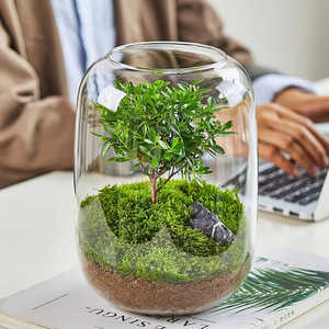 Kit de Terrario de estilo rural Green <span class=keywords><strong>Cliff</strong></span> con diseño de suelo de material de fibra vegetal de musgo preservado - Product Image 5