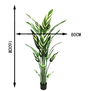 ต้นกล้วยเทียมสูง 100 ซม. พร้อมกระถาง - Product Image 4