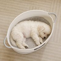Panier de rangement en corde de coton tressée pour jouets de chien avec poignée, organisateur de jouets pour chiots, paniers de rangement pour jouets et couvertures pour tous les animaux de compagnie