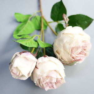21 "CHUBBY ROSE STE[EF7267] - Product Image 4