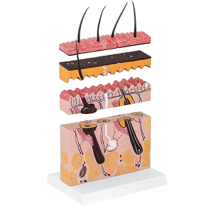 70 X Enlarged Medical Educational <strong>Human</strong> Anatomy <strong>Skin</strong> Model for Students Study 3D View - Product Image 2