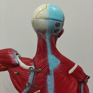 Modèle anatomique humain complet en plastique pour l'enseignement médical, 27 parties, démonstration anatomique masculine, pour l'apprentissage des élèves - Product Image 4