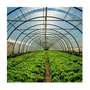 Equipo agrícola con Panel Solar alto, contenedor controlado por clima, tienda de cultivo, película de plástico, invernadero hidropónico de tomate y patata