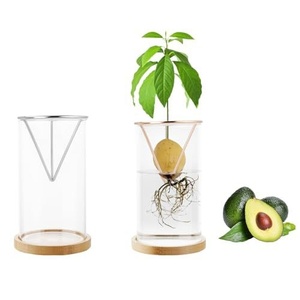 Nuevo Recipiente Transparente para Cultivo <span class=keywords><strong>de</strong></span> Semillas <span class=keywords><strong>de</strong></span> Aguacate, Soporte Triangular Metálico para Cultivo Hidropónico - Product Image 1