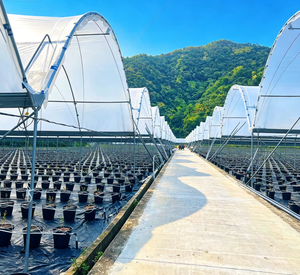Invernadero Inteligente de Plástico Automatizado Multiusos para Agricultura Moderna, para Cultivo de Arándanos y Siembra de Tomates - Product Image 1