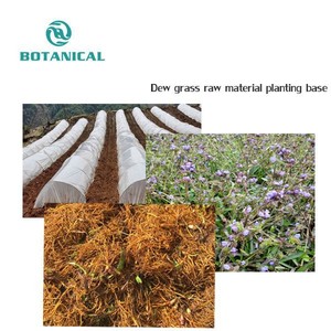 Заводская распродажа, порошок экстракта цианотиса, 10%-90%, бета-Экдистерон, Спортивная добавка, Экдистерон - Product Image 3