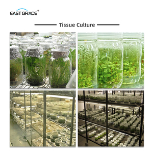Dissipateur thermique en aluminium intégré 4000k haute puissance <span class=keywords><strong>LED</strong></span> Grow Light T8 Clone Lamp pour la <span class=keywords><strong>culture</strong></span> des plantes d'intérieur - Product Image 6