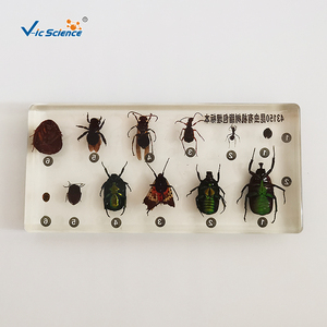 Especímen de Insecto Encapsulado en Resina, Estructura Corporal Completa de <span class=keywords><strong>Insecta</strong></span> para la Enseñanza y Observación de Biología, CE/ISO/ROHS/CNAS - Product Image 2