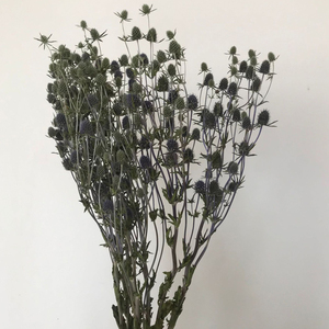 Fleurs séchées naturelles du Yunnan Eryngo <span class=keywords><strong>Eryngium</strong></span> pour les arrangements floraux festifs pour les décorations de Noël et d'Halloween - Product Image 4