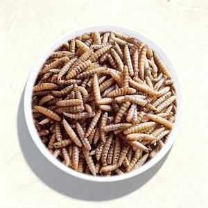 ตัวอ่อนแมลงวันทหารดำอบแห้ง - โปรตีนสูง ผ่านการฆ่าเชื้อด้วยไมโครเวฟ อาหารปลาแซลมอนแอตแลนติกและปลากระเบน ทดแทนอาหารปลา - Product Image 3