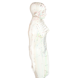 Modelo de punto de acupuntura humana CM, equipo de enseñanza médica, modelo de acupuntura de cuerpo humano - Product Image 6