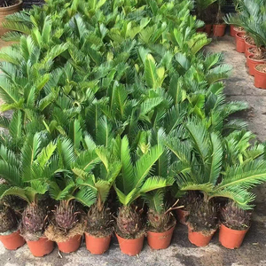 Palmeras Sago Naturales Populares para Interiores y Exteriores, Proveedor de Bonsáis, Palmeras Cycas, Plantas Ornamentales Reales - Product Image 3