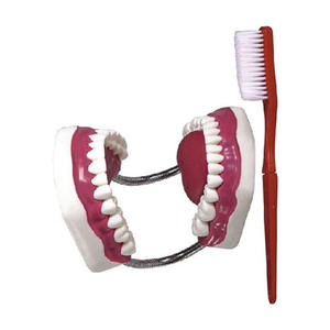 Modello Anatomico per la Cura Dentale <span class=keywords><strong>e</strong></span> la <span class=keywords><strong>Salute</strong></span> dei <span class=keywords><strong>Denti</strong></span>, 28 <span class=keywords><strong>Denti</strong></span>, Ingrandimento 5x, Materiale PVC - Product Image 2