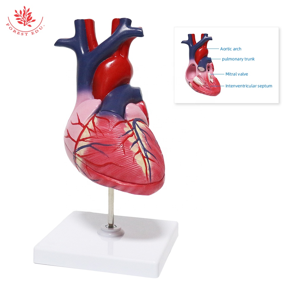 Modello anatomico umano modello di anatomia insegnamento umano modello di cuore medico in plastica risorse didattiche anatomia umana