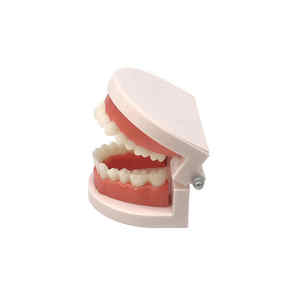 Insegnamento dentale Standard Modle denti bianchi per adulti modello Standard per spazzolatura della protesi modello orale - Product Image 1