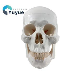 Modelo de Cráneo Blanco con Cerebro de 8 Partes para Educación Dental - Herramienta de Entrenamiento Anatómico - Product Image 1