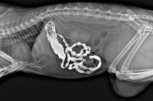 Équipement de radiologie vétérinaire <span class=keywords><strong>EUR</strong></span> VET, détecteur à panneau plat filaire 17*17, détecteur numérique à panneau plat pour rayons X - Product Image 4