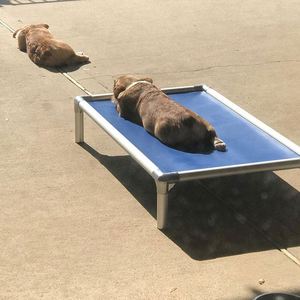 Camas Elevadas para Perros de Aluminio Indestructible, Tamaños M, L, XL, con Laterales Elevados, Cama Elevada de <span class=keywords><strong>PVC</strong></span> para Perros, Casa para Perros de Exterior - Product Image 2