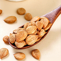 Amandes d'abricot séchées en gros Xing Ren, qualité alimentaire, matière première pour la pâtisserie, le thé et les collations, en vrac