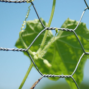 Srx mạ kẽm dây lưới chống gỉ gà hàng rào lưới cho vườn bảo vệ và động vật bao vây dệt lưới lục giác - Product Image 3