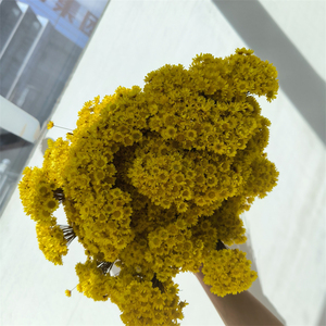50pcs fleurs beiges séchées naturelles brésiliennes petite étoile marguerite séchée décorative Mini bouquet de camomille pour décor floral de mariage - Product Image 2
