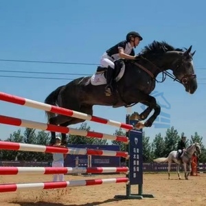 Customized High Quality <strong>Aluminum</strong> Horse <strong>Jump</strong> Obstacles PVC <strong>Jump</strong> Poles Equestrian <strong>Show</strong> Jumping Equipment - Product Image 4