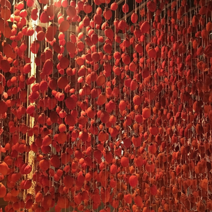 Caqui Seco Auténtico de Vietnam, Sabor Dulce Fresco, Precio Accesible, Alta Calidad, Venta al por Mayor a Granel, Exportación a Todo el Mundo - Product Image 1