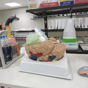 Model anatomi otak fungsional dan Regional daerah daerah daerah kortikal Model otak - Product Image 3