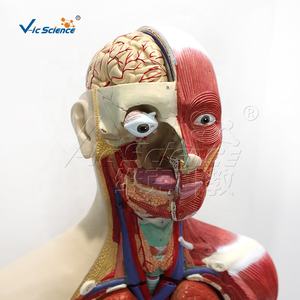 मानव टोर्सो एनाटोमिकल मॉडल मानव अंगों को पढ़ाने के लिए पुरुष और महिला ओपन-बैक लक्जरी मस्कुलर ट्रंक मॉडल 85 सेमी - Product Image 6