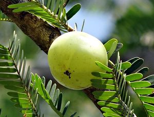 Aceite Portador de Amla Orgánico Prensado en Frío de la India - Product Image 6