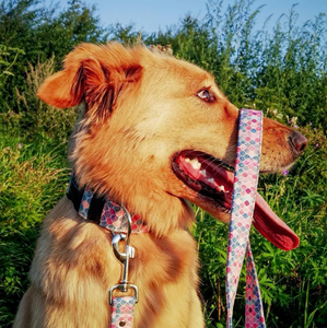 Escamas de pescado de acuarela, Collar de perro con estampado personalizado, Whippet ancho, collares de perro bonitos personalizados tejidos a la moda ajustables - Product Image 4