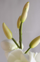 Magnolia blanca Real Touch orquídeas artificiales Navidad y salón de graduación arco arreglo floral boda decoración del hogar