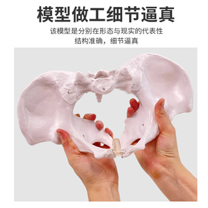 Modèle pelvien féminin articulé, présentant les articulations pelviennes, le sacrum et les structures osseuses pubiennes pour l'obstétrique et la gynécologie - Product Image 2