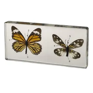 本物の動物と植物の科学比較教育教育教育アクリル標本 - Product Image 1