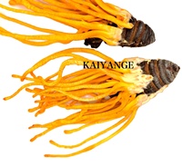 KAIYANGE USDA/EU Poudre d'extrait double de champignon Cordyceps Militaris en vrac, Cordycepine 1%, Polysaccharide de bêta-glucane
