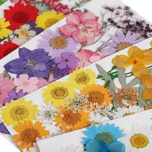 Timesrui Venda por atacado de flores secas naturais flores bonitas prensadas plantas preservadas para fazer acessórios de joias e artesanato DIY - Product Image 3