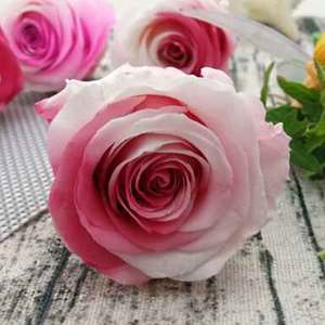 4-5cm importation fleurs naturelles fleurs stabilisés fleurs éternelles - Product Image 1