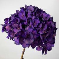 Huisbruiloftdecoratie 20-25cm Echte Natuurlijke Gedroogde Bloemen Kleurverf Eeuwige Hortensia Bloemen Grote Blad Ge conserveerde Hortensia Bloemen