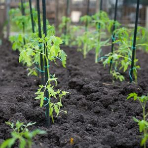 <span class=keywords><strong>Piquets</strong></span> <span class=keywords><strong>de</strong></span> jardin <span class=keywords><strong>en</strong></span> acier recouvert <span class=keywords><strong>de</strong></span> plastique pour soutenir les plantes grimpantes, <span class=keywords><strong>piquets</strong></span> pour <span class=keywords><strong>tomates</strong></span>, fournitures <span class=keywords><strong>de</strong></span> jardinage - Product Image 5