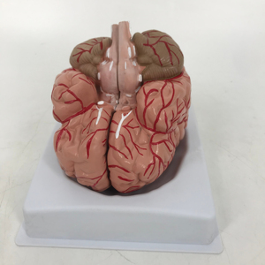 <strong>Brain</strong> Model with Arteries - Product Image 1