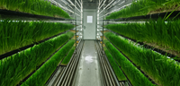 Système hydroponique intelligent et écologique Seedafarm pour la production de fourrage, avec équipement de contrôle PLC, conteneur d'expédition, serre