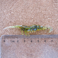 Leurre souple imprimé Bellance pour la pêche, 70mm 1.8g, enroulé, pour crevettes, OEM/ODM