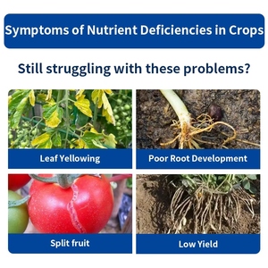 Suplemento Nutritivo Líquido Orgánico para Cultivos de Campo, Fertilizante Micronutriente Soluble en Agua - Product Image 2