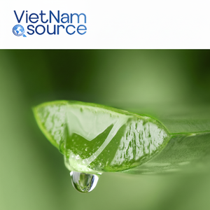 La mejor venta de Aloe Vera de Vietnam: calmante, hidratante 100%, producto agrícola fresco, Aloe Vera de Vietnam Source - Product Image 1