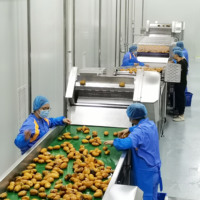Commerciële Mango Vruchtensap Sapcentrifuge Machine Mango Puree Pulp Productielijn