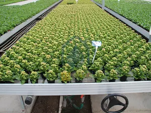 Meja Bangku Bergulir Rumah Kaca Aquaponics Sistem Pertumbuhan Hidroponik Pertanian