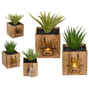 Déco succulente, - Product Image 1